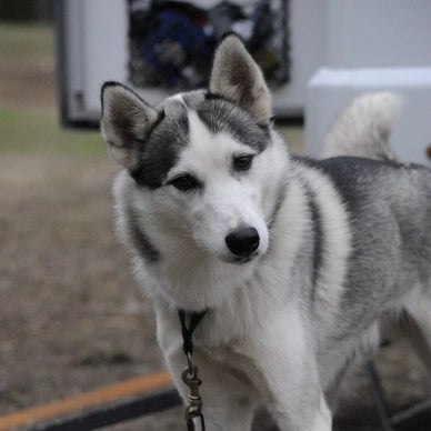 Måsek's Zeb born in 2016