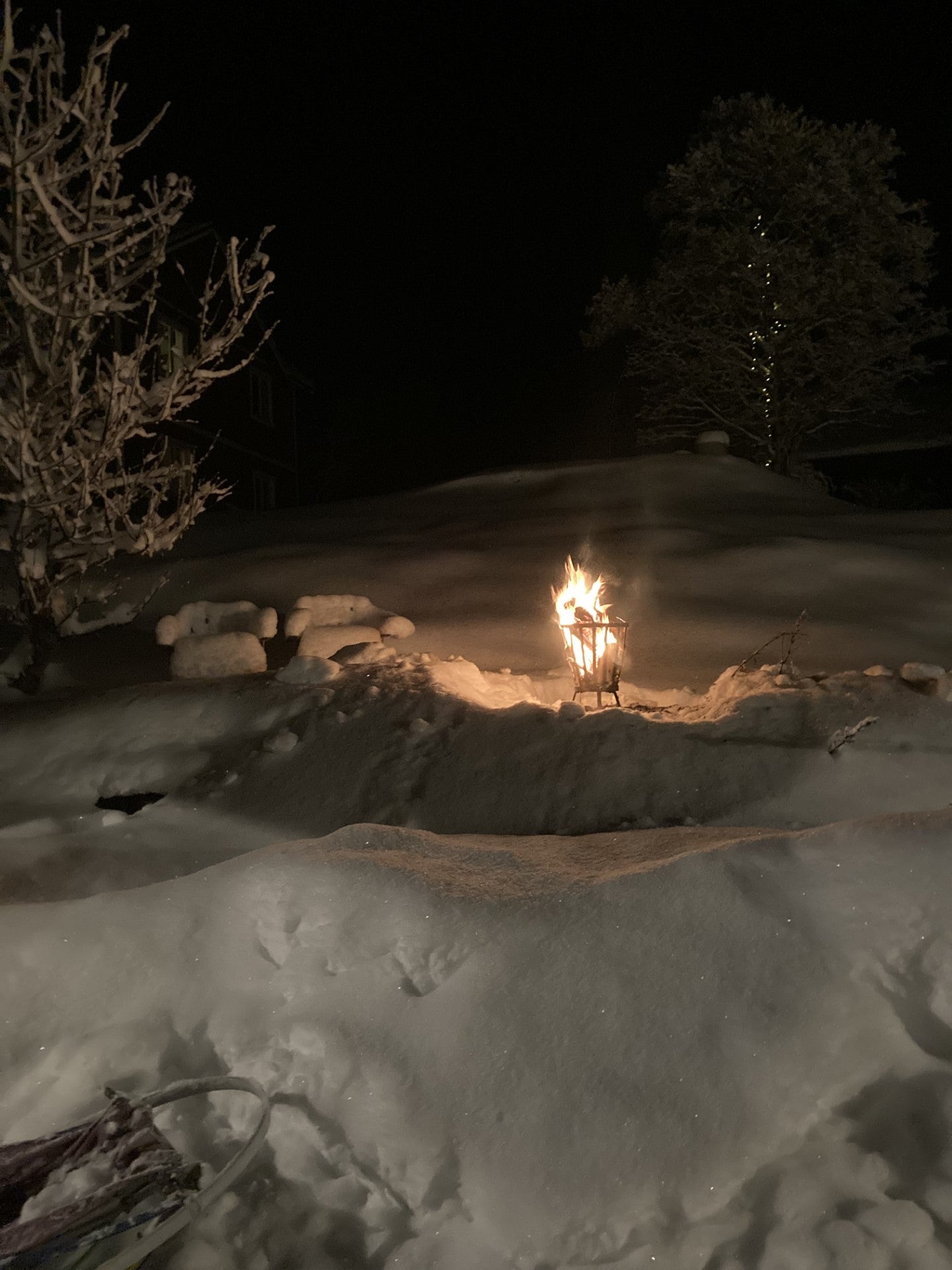 Night-time dogsled tour